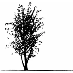 Osmo Koreakornel Cornus Kousa Med Klump,- 125-150 Cm. -GrønGlæde Salgsbutik mi623 cornus kousa 6e19