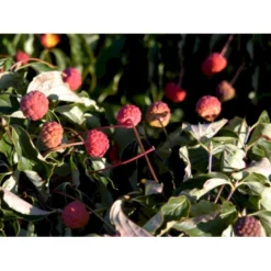 Osmo Koreakornel Cornus Kousa Med Klump,- 125-150 Cm. -GrønGlæde Salgsbutik mi623 cornus kousa e795