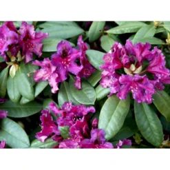 'Azurro' Rhododendron Hybrid 'Azurro' Potte 5,0 Liter,- 30-40 Cm. -GrønGlæde Salgsbutik mi6259 rhododendron ponticum hybrid 41f0