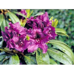 'Azurro' Rhododendron Hybrid 'Azurro' Potte 5,0 Liter,- 30-40 Cm. -GrønGlæde Salgsbutik mi6259 rhododendron ponticum hybrid d3a9