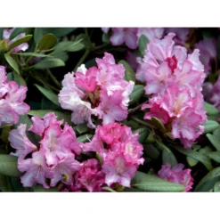 'Blurettia' Rhododendron X Yakushimanum 'Blurettia' Potte 5,0 Liter,- 30-40 Cm. -GrønGlæde Salgsbutik mi6350 rhododendron yakushimanum 2e46
