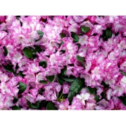 'Blurettia' Rhododendron X Yakushimanum 'Blurettia' Potte 5,0 Liter,- 30-40 Cm. -GrønGlæde Salgsbutik mi6350 rhododendron yakushimanum 3c0a