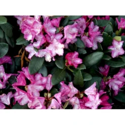 'Blurettia' Rhododendron X Yakushimanum 'Blurettia' Potte 5,0 Liter,- 30-40 Cm. -GrønGlæde Salgsbutik mi6350 rhododendron yakushimanum 8b9a