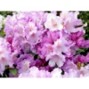 'Caroline Allbrook' Rhododendron X Yakushimanum 'Caroline Allbrook' Potte 5,0 Liter, 30-40 Cm.