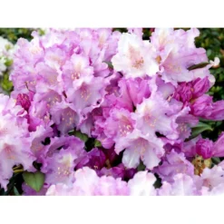 'Caroline Allbrook' Rhododendron X Yakushimanum 'Caroline Allbrook' Potte 5,0 Liter, 30-40 Cm.