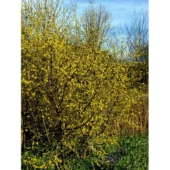 Kirsebærkornel Cornus Mas Solitær Busk 200-250 Cm. Høj,- 150-200 Cm. Bred.,- Med Trådklump -GrønGlæde Salgsbutik mi647 cornus mas e01a