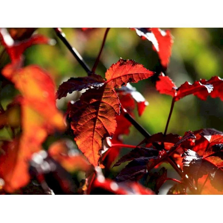 Osmo Ildløn Acer Ginnala Med Klump,- 125-150 Cm. 2 Osmo Ildløn Acer Ginnala Med Klump,- 125-150 Cm. - Billede 2