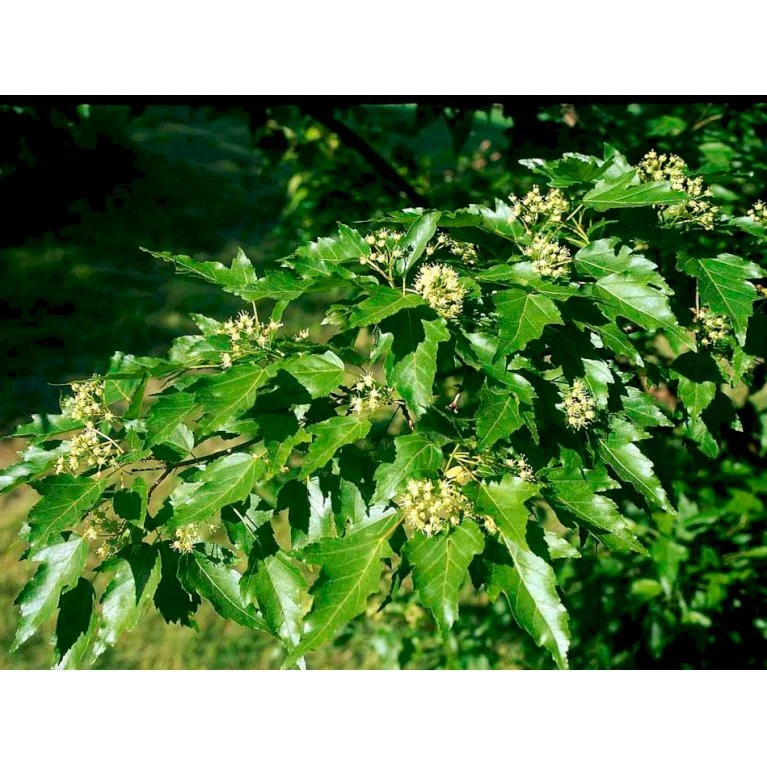 Osmo Ildløn Acer Ginnala Med Klump,- 125-150 Cm. 5 Osmo Ildløn Acer Ginnala Med Klump,- 125-150 Cm. - Billede 5