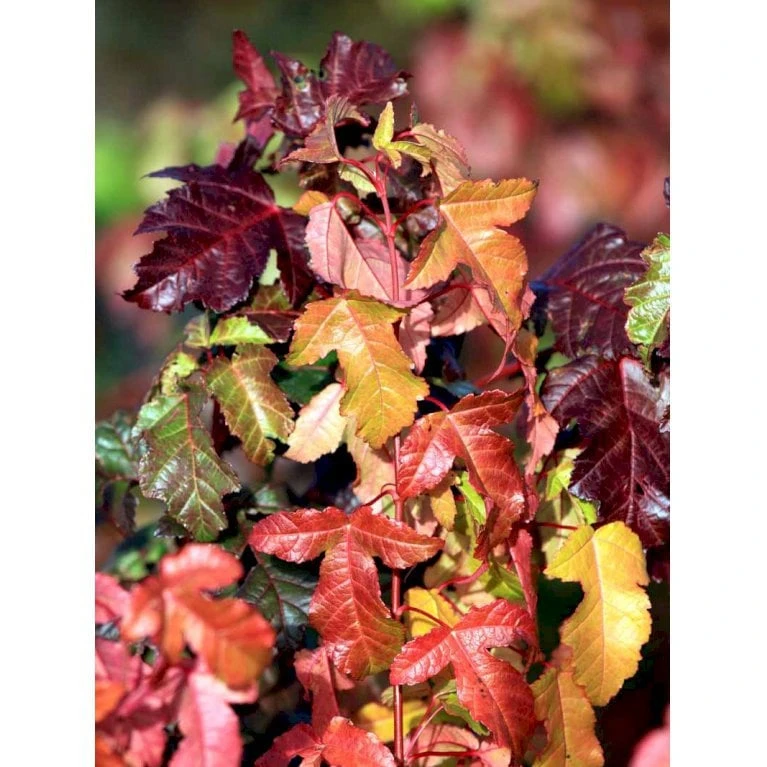 Osmo Ildløn Acer Ginnala Med Klump,- 125-150 Cm. 1 Osmo Ildløn Acer Ginnala Med Klump,- 125-150 Cm.