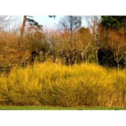 Gulgrenet Kornel 'Flaviramea' Cornus Sericea 'Flaviramea' Potte 12 Liter,- 100-125 Cm. -GrønGlæde Salgsbutik mi656 cornus stolonifera flaviramea 044c