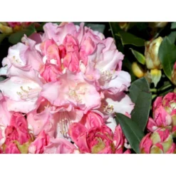 (yak.) 'Dreamland' Rhododendron Yakushimanum 'Dreamland' Potte 5,0 Liter,- 30-40 Cm. -GrønGlæde Salgsbutik mi6599 rhododendron yakushimanum e6c5