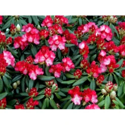 'Fantastica' Rhododendron X Yakushimanum 'Fantastica' Potte 10 Liter 40-50 Cm. -GrønGlæde Salgsbutik mi6683 rhododendron yakushimanum 6d62