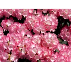 'Fantastica' Rhododendron X Yakushimanum 'Fantastica' Potte 10 Liter 40-50 Cm. -GrønGlæde Salgsbutik mi6683 rhododendron yakushimanum b751