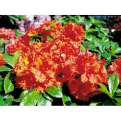 Azalea 'Gibraltar' Rhododendron Knaphill 'Gibraltar' Potte 5,0 Liter,- 40-50 Cm. -GrønGlæde Salgsbutik mi6781 rhododendron forrestii 2f6e