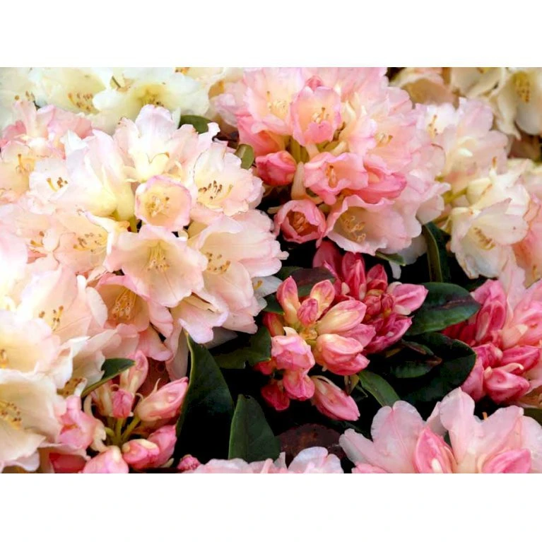 (yak.) 'Golden Torch' Rhododendron Yakushimanum 'Golden Torch' Potte 5,0 Liter,- 30-40 Cm. 3 (yak.) 'Golden Torch' Rhododendron Yakushimanum 'Golden Torch' Potte 5,0 Liter,- 30-40 Cm. - Billede 3