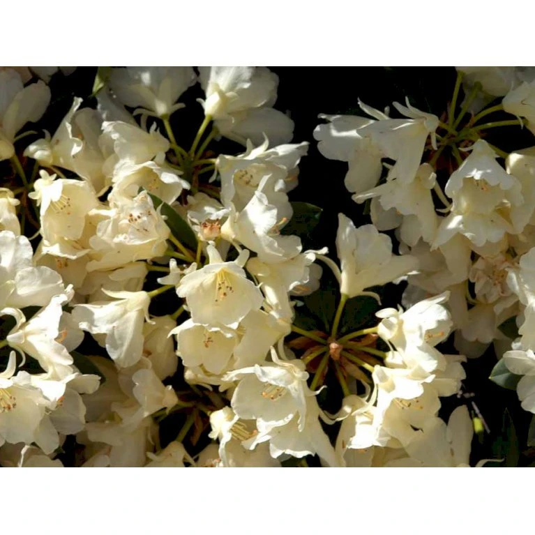 (yak.) 'Golden Torch' Rhododendron Yakushimanum 'Golden Torch' Potte 5,0 Liter,- 30-40 Cm. 1 (yak.) 'Golden Torch' Rhododendron Yakushimanum 'Golden Torch' Potte 5,0 Liter,- 30-40 Cm.