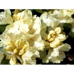 R. Wardii 'Goldkrone' 'Goldkrone' Potte 5,0 Liter,- 30-40 Cm. 6 R. Wardii 'Goldkrone' 'Goldkrone' Potte 5,0 Liter,- 30-40 Cm. -GrønGlæde Salgsbutik mi6821 rhododendron wardii hybrid 1088