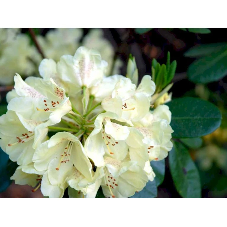 R. Wardii 'Goldkrone' 'Goldkrone' Potte 5,0 Liter,- 30-40 Cm. 1 R. Wardii 'Goldkrone' 'Goldkrone' Potte 5,0 Liter,- 30-40 Cm.