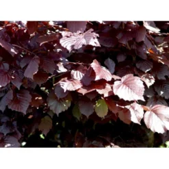 Purpurhassel Corylus Maxima 'Purpurea' Solitær Busk 150-200 Cm. - Med Klump -GrønGlæde Salgsbutik mi684 corylus maxima purpurea 89f2