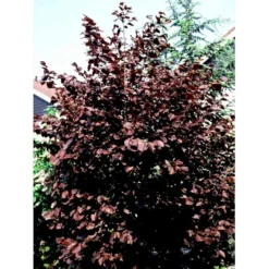 Purpurhassel Corylus Maxima 'Purpurea' Solitær Busk 150-200 Cm. - Med Klump -GrønGlæde Salgsbutik mi684 corylus maxima purpurea 9797