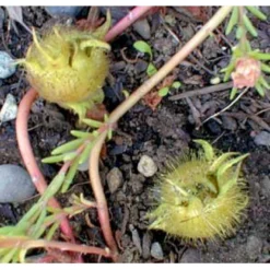 Tyrkisk Hassel Corylus Colurna Potte 7,5 Liter 175-200 Cm. -GrønGlæde Salgsbutik mi689 corylus colurna c15b