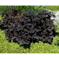 Rødbladet Parykbusk 'Royal Purple' Cotinus Coggygria 'Royal Purple' Potte 2,0 Liter,- 30-40 Cm. -GrønGlæde Salgsbutik mi697 cotinus coggygria royal purple 5f55