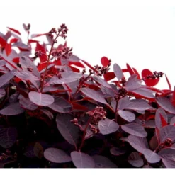 Rødbladet Parykbusk 'Royal Purple' Cotinus Coggygria 'Royal Purple' Potte 2,0 Liter,- 30-40 Cm. -GrønGlæde Salgsbutik mi697 cotinus coggygria royal purple 6ed7