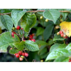 Buklet Dværgmispel Cotoneaster Bullatus Solitær Busk 150-200 Cm. - Med Klump -GrønGlæde Salgsbutik mi698 cotoneaster bullatus 2cdf