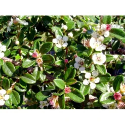 Dværgmispel Cotoneaster Dammeri 'Coral Beauty' Opstammet 80 Cm. 7,5 Liter Potte -GrønGlæde Salgsbutik mi699 cotoneaster suecicus coral beauty 40ec
