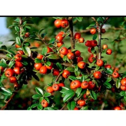 Dværgmispel Cotoneaster Dammeri 'Coral Beauty' Opstammet 80 Cm. 7,5 Liter Potte -GrønGlæde Salgsbutik mi699 cotoneaster suecicus coral beauty 742e