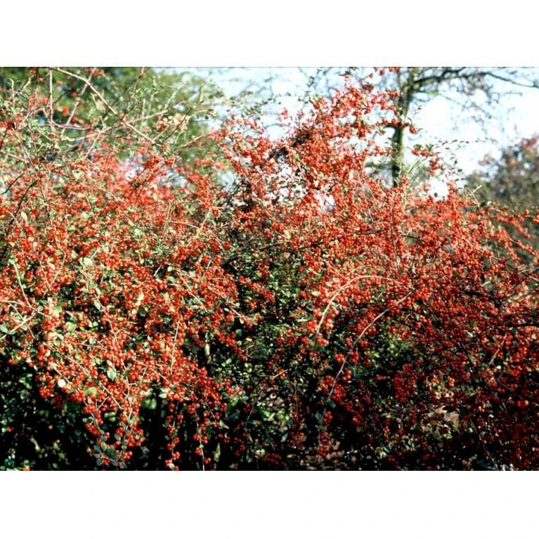 Kinesisk Dværgmispel Cotoneaster Dielsianus Solitær Busk 150-200 Cm. - Med Klump 1 Kinesisk Dværgmispel Cotoneaster Dielsianus Solitær Busk 150-200 Cm. - Med Klump