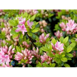 'Kermesina Rosé' Rhododendron Jap. 'Kermesina Rosé' Potte 2,0 Liter,- 20-25 Cm. -GrønGlæde Salgsbutik mi7063 rhododendron japanese azalea 72df