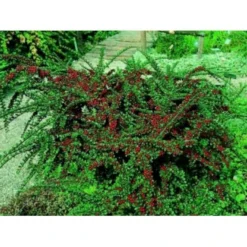 Fiskeben-Dværgmispel 'Cotali' Cotoneaster Horizontalis 'Cotali' 3,5 Liter Potte -GrønGlæde Salgsbutik mi707 cotoneaster cotali 9f2b