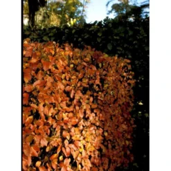 Glansdværgmispel Cotoneaster Lucidus Potte 4,0 Liter,- 50-60 Cm. -GrønGlæde Salgsbutik mi708 cotoneaster lucidus db7c