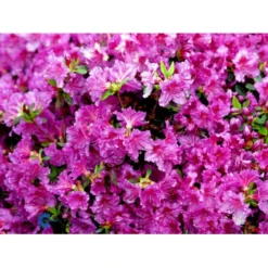 'Königstein' Rhododendron 'Königstein' Potte 2,0 Liter,- 20-25 Cm. -GrønGlæde Salgsbutik mi7100 rhododendron mollis azalea 1cf5