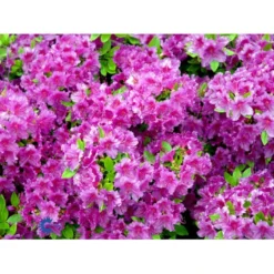 'Königstein' Rhododendron 'Königstein' Potte 2,0 Liter,- 20-25 Cm. -GrønGlæde Salgsbutik mi7100 rhododendron mollis azalea 3365