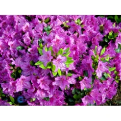 'Königstein' Rhododendron 'Königstein' Potte 2,0 Liter,- 20-25 Cm. -GrønGlæde Salgsbutik mi7100 rhododendron mollis azalea 5628