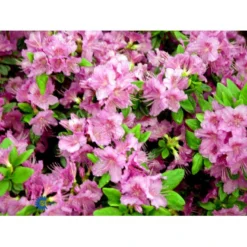 'Königstein' Rhododendron 'Königstein' Potte 2,0 Liter,- 20-25 Cm. -GrønGlæde Salgsbutik mi7100 rhododendron mollis azalea 6921