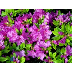 'Königstein' Rhododendron 'Königstein' Potte 2,0 Liter,- 20-25 Cm. -GrønGlæde Salgsbutik mi7100 rhododendron mollis azalea b8c8