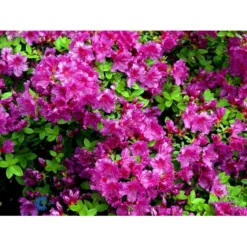 'Königstein' Rhododendron 'Königstein' Potte 2,0 Liter,- 20-25 Cm. -GrønGlæde Salgsbutik mi7100 rhododendron mollis azalea e06f