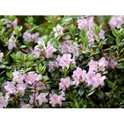 'Lavendula' Rhododendron Hybrid 'Lavendula' Potte 2,0 Liter,- 20-25 Cm. -GrønGlæde Salgsbutik mi7133 rhododendron 20f2