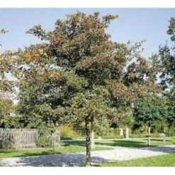 Hanesporetjørn Crataegus Crus-galli Alletræ, Stammeomkreds 10-12 Cm. Med Klump -GrønGlæde Salgsbutik mi713 crataegus crus gallii c1fc
