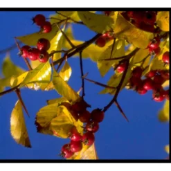 Hanesporetjørn Crataegus Crus-galli Alletræ, Stammeomkreds 10-12 Cm. Med Klump -GrønGlæde Salgsbutik mi713 crataegus crus gallii d4a5