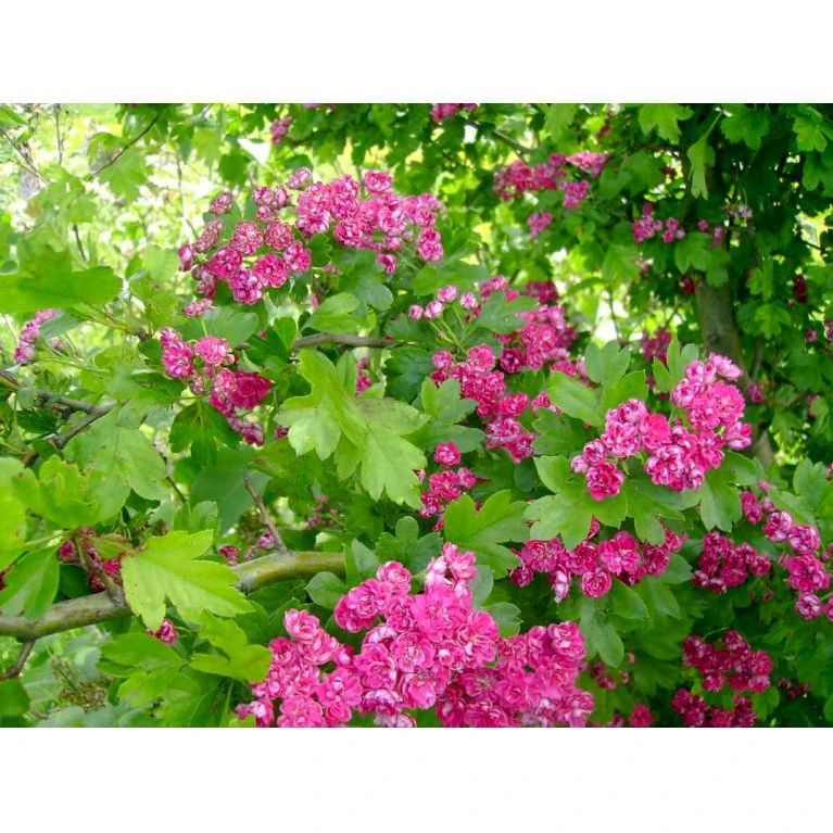 Dobbelt Rødtjørn 'Paul's Scarlet' Crataegus Laevigata 'Paul's Scarlet' Heister 175-200 Cm. Med Potte 5 Dobbelt Rødtjørn 'Paul's Scarlet' Crataegus Laevigata 'Paul's Scarlet' Heister 175-200 Cm. Med Potte - Billede 5