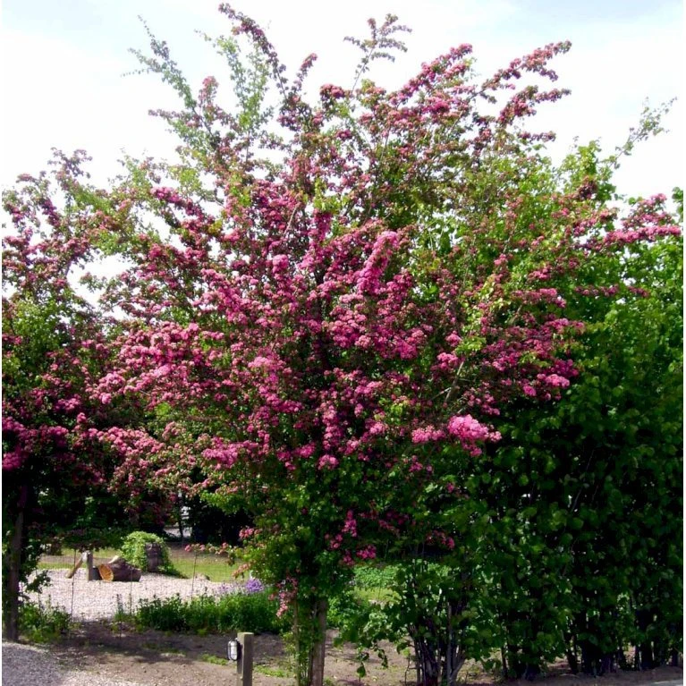 Dobbelt Rødtjørn 'Paul's Scarlet' Crataegus Laevigata 'Paul's Scarlet' Heister 175-200 Cm. Med Potte 4 Dobbelt Rødtjørn 'Paul's Scarlet' Crataegus Laevigata 'Paul's Scarlet' Heister 175-200 Cm. Med Potte - Billede 4