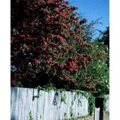 Dobbelt Rødtjørn 'Paul's Scarlet' Crataegus Laevigata 'Paul's Scarlet' Heister 175-200 Cm. Med Potte 7 Dobbelt Rødtjørn 'Paul's Scarlet' Crataegus Laevigata 'Paul's Scarlet' Heister 175-200 Cm. Med Potte -GrønGlæde Salgsbutik mi715 crataegus laevigata paul s scarlet c8e3