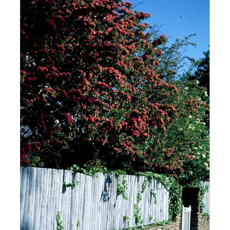Dobbelt Rødtjørn 'Paul's Scarlet' Crataegus Laevigata 'Paul's Scarlet' Heister 175-200 Cm. Med Potte 3 Dobbelt Rødtjørn 'Paul's Scarlet' Crataegus Laevigata 'Paul's Scarlet' Heister 175-200 Cm. Med Potte - Billede 3