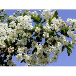 Engriflet Hvidtjørn Crataegus Monogyna Potte 7,5 Liter 175-200 Cm. -GrønGlæde Salgsbutik mi716 crataegus monogyna 435e