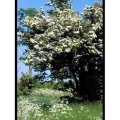 Engriflet Hvidtjørn Crataegus Monogyna Potte 7,5 Liter 175-200 Cm. -GrønGlæde Salgsbutik mi716 crataegus monogyna ec52