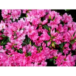 'Melina' Rhododendron Jap. 'Melina' Potte 2,0 Liter,- 20-25 Cm.